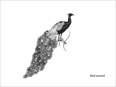 black peacock design illustration