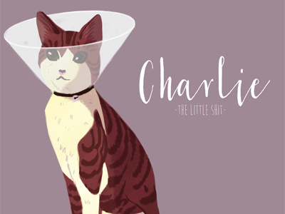 Charlie animal cat cone funny kitten pet portrait vet