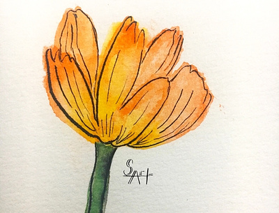 Orange Flower illustration painting watercolor