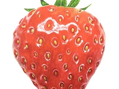 watercolor strawberry branding fruits gelato illustration red strawberry watercolor