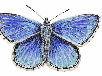 watercolor Adonis butterfly blue butterfly illustration nature watercolor