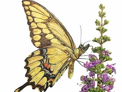 Yellow butterfly butterfly flowers illustration watercolor