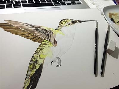 Hummingbird hummingbird illustration watercolor