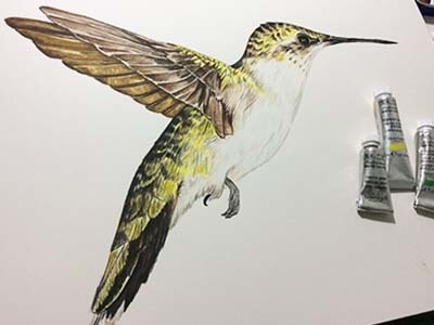 Hummingbird bird hummingbird illustration watercolor