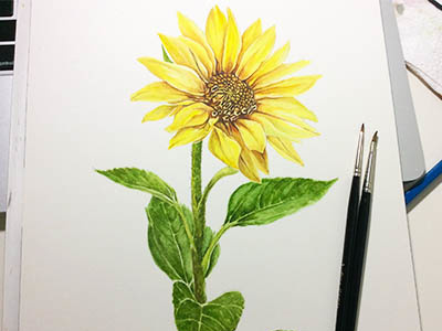 Watercolor Sunflower sunflower watercolor yellow