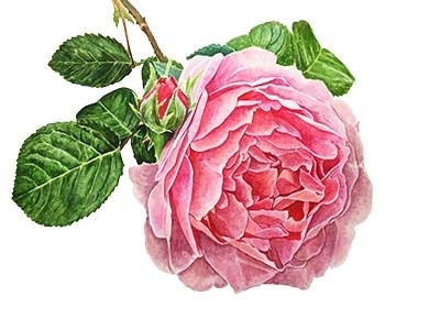 Constance Spry floral illustration flowers illustration paintings roses watercolor watercolor illustration