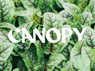 Canopy Logo canopy logo typography
