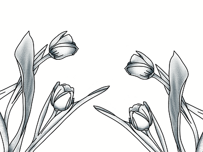 It’s Tulip to ‘pologiiiiiize black blue illustration minimal nature simple texture