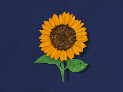 Always follow the Sun(flower) background color cute design flower illustration nature wallpaper yellow