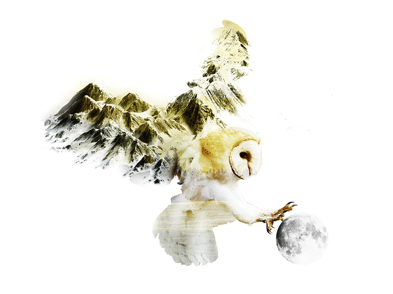 The Collector collage mountains nature owl photoshop