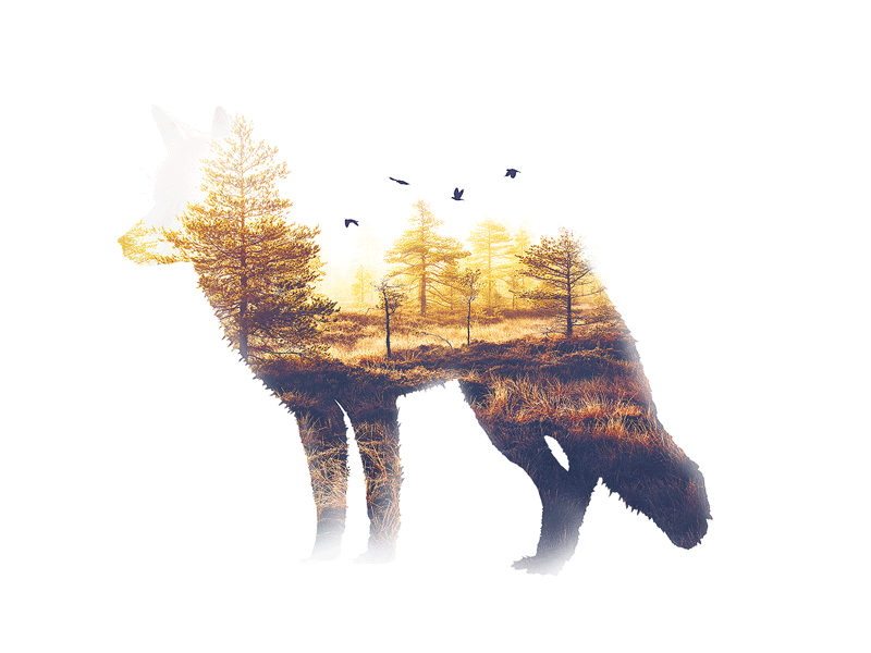 Lone Wanderer animals collage fox nature photoshop. outdoors woods