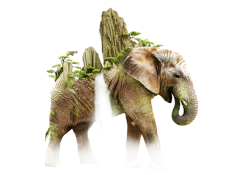 Sustained animal collage elephant mountains nature photography trees