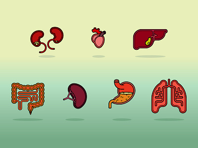 Organs anatomy illustrations