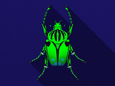 Beetle animals bleetle insect nature