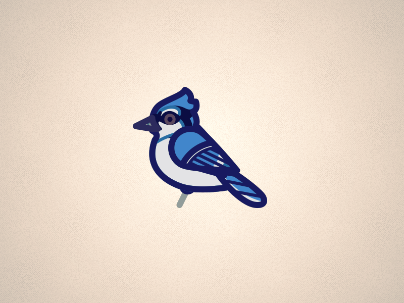 Bluejay minimal bird bluejay illustrator