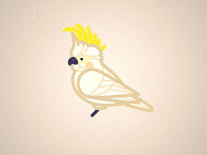 Cockatoo minimal bird cockatoo illustrator