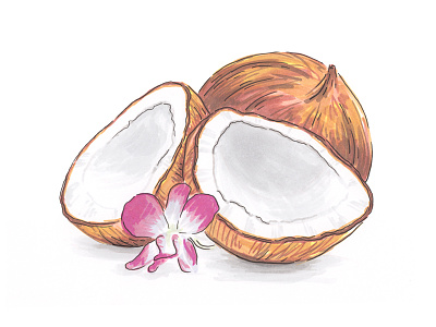 Coconut Illustration coconut fruit illustration marker nut seed
