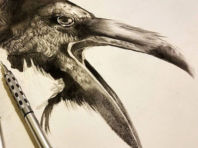 Raven illustration in process bird black detail drawing illustration ink pencil raven