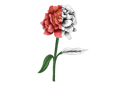 Peony Illustration creating creativity design digitalillustration doart drawing flower illustration peony pink procreate