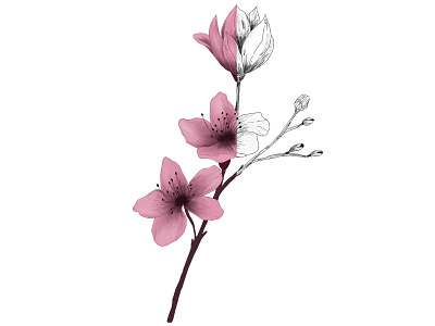 Blossom Illustration art artis artists blossom design digitaldrawing digitalillustration drawing illustration pink procreate