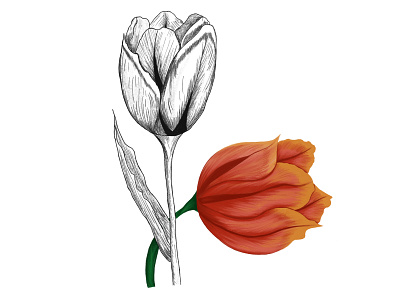 Tulips Illustration art artis creativity design digitaldrawings digitalillustration drawing flowers illustration procreate tulips ui
