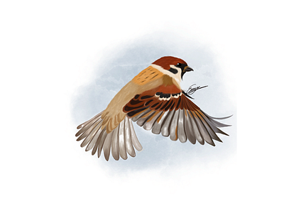 Sparrow bird art artis birds design digitalillustration digitalwatercolor drawing drawingdays illustration procreate sparrow sparrowbird watercolor