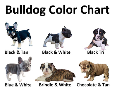 Bulldog Color Chart