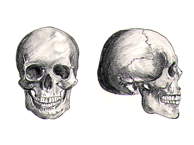 Skull Sketch anatomy freehand pencil skull