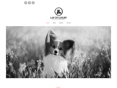 Lap of Luxury Lifestyle Pet Photography