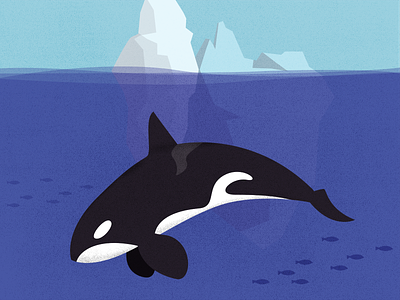 Orca ice berg illustration killer whale ocean orca sea