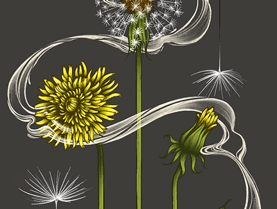 Botanical Dandelion Illustration design graphic design illustration