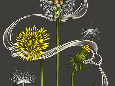 Botanical Dandelion Illustration