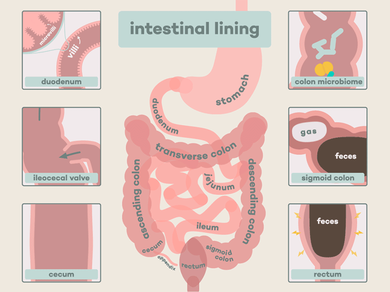 intestinal lining animation biology colon feces flat design intestine loop sciart scicomm science seamless loop stomach