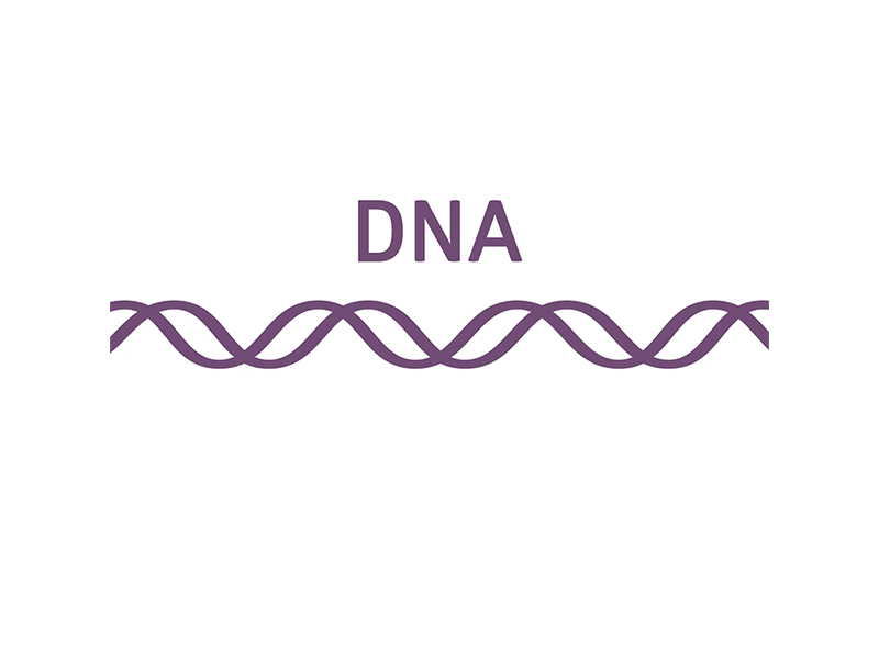 the central dogma of biology animation biology dna loop protein rna sciart scicomm science smear transcription translation