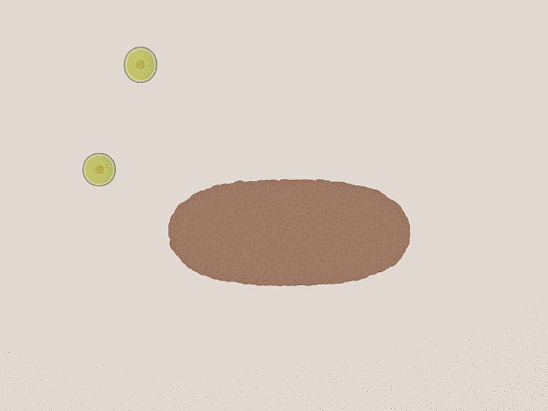 lichenization mograph motion animation bioart science art scicomm sciart spore fungi fungus algae lichen