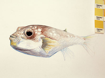puffer fish illustration pencilcrayons pufferfish