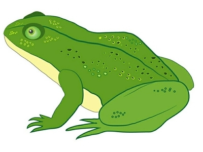 Green frog amphibian frog illustration vector