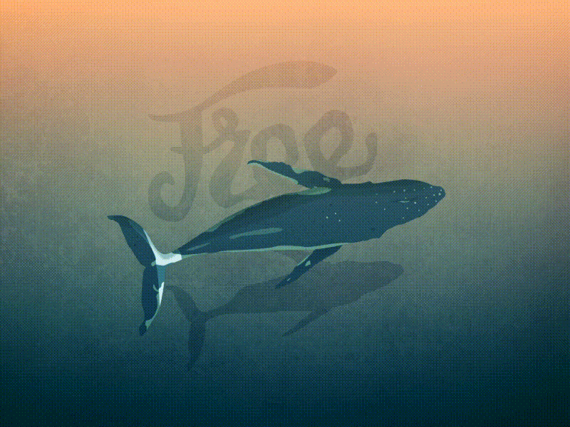 FREE WHALE animation fish free gif gif animation illustration love vector water whale