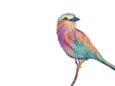 Lilac breasted roller africa art bird colourful illustration lilacbreastedroller lilacbreastedroller procreate sketch