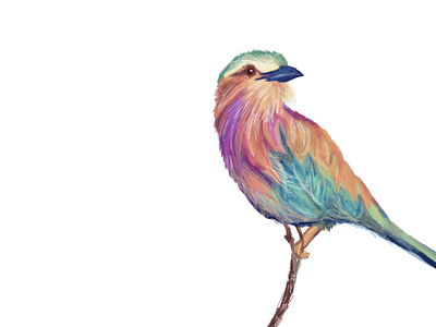 Lilac breasted roller