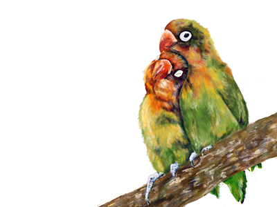 Belated Valentine’s Day love birds birds colour illustraion love lovebirds procreate