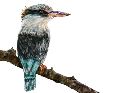 Doodles of a Striped Kingfisher africa bird bird illustration colourful illustraion kingfisher procreate