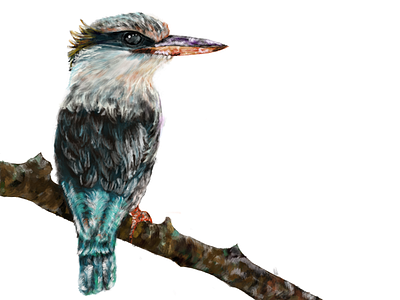 Doodles of a Striped Kingfisher