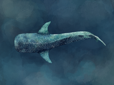 Another whale shark, a different style illustraion ocean procreate procreate art procreateapp whale shark