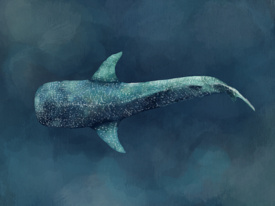 Another whale shark, a different style