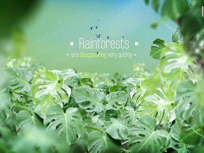 Rain Forest | Jungle Adventure Titles After Effects Titles africa after effect amazon river forest motion design motiongraphics movie opener opening titles template titles