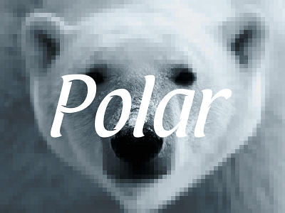 Polar branding cold cool font treatment illustrator logo mr. bob polar bear snow vector white