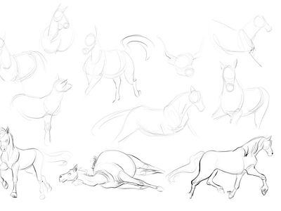 Equines warmups