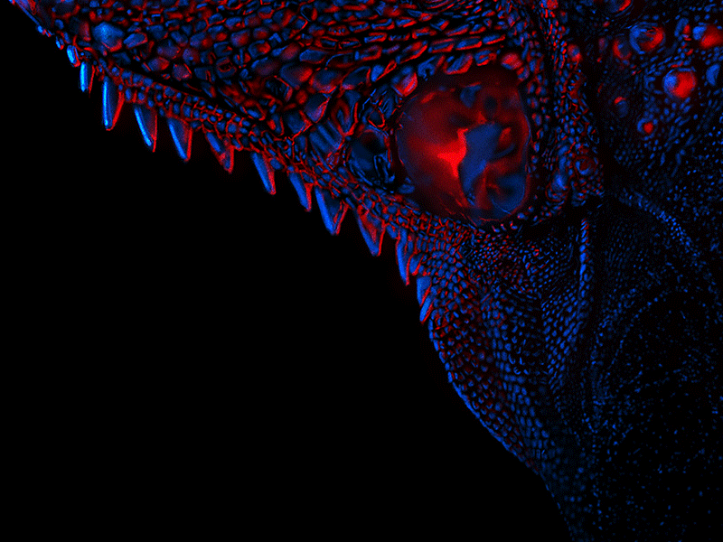 Neon Preview black color glow gradient lights lizard neon print slug snake technique