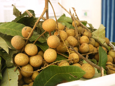 Pailin Longan Fruit photography